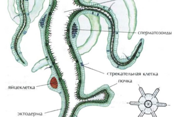 Kraken ссылка kraken torion