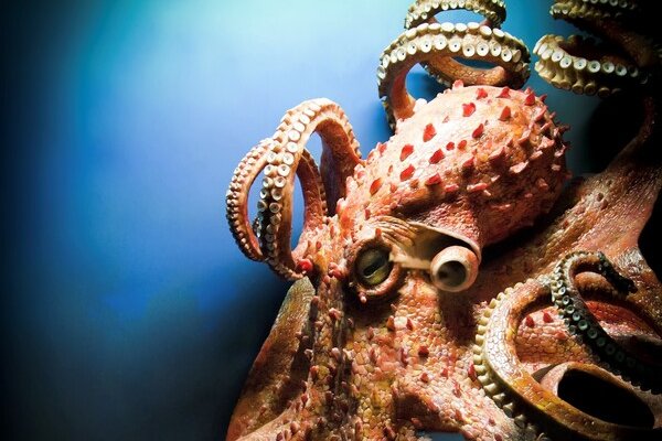 Craken14 at